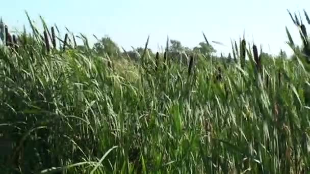 芦苇灌丛。茂密的池塘芦苇。池塘岸边的草丛. — 图库视频影像