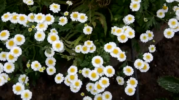 De petits chrysanthèmes blancs oscillent dans le vent. Jardin fleurs blanches. Arbustes décoratifs pour le jardin. Belles fleurs dans le parc. — Video