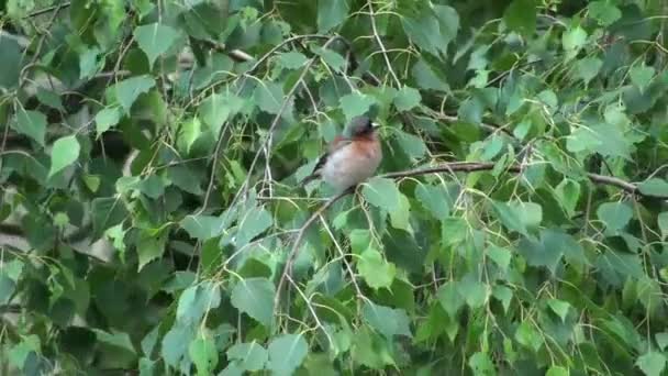 Горобчик очищає пір'я, тримаючись на гілці дерева сильним вітром. Пташка сидить на гілці. Горобцеподібні чіпси, сидять на березовому дереві . — стокове відео