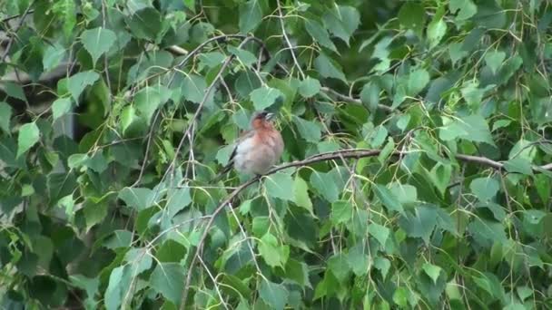 Pardal sentado em um galho de árvore, o vento sopra. Songbird sentado em um ramo de bétula. Pássaros cantando na primavera e no verão no parque da cidade . — Vídeo de Stock