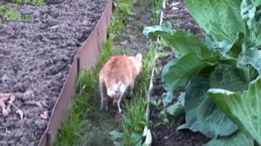 Kırmızı kedi sokakta yürüyor. Kedi bahçede yürüyor. Bahçedeki yataklar. Bahçe çiftçiliği. Şirin kedi yavrusu öne doğru koşar.