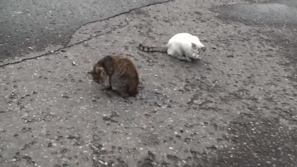 Vilsna Katter Strövar Omkring Jakt Efter Föda Grå Och Vit — Stockvideo