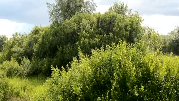Sommerregen. Regentropfen vor dem Hintergrund der Natur. nasse Büsche und Gras. Klarer Himmel. Natürlicher Hintergrund. — Stockvideo