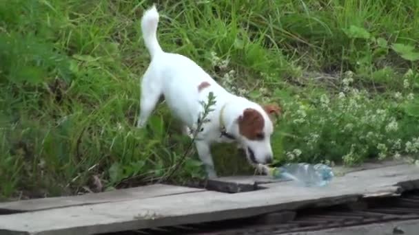 Cão Brinca Com Uma Garrafa Plástico Pequeno Cachorrinho Brincalhão Pode — Vídeo de Stock