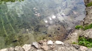 Güneş, suya yansıyor. Suyun yüzeyinde parlıyor. Parktaki gölet. Havuzda temiz su, kumlu kıç. Gölün kayalık kıyısı. Su dalgalanmaları. Göletin güzel doğası.
