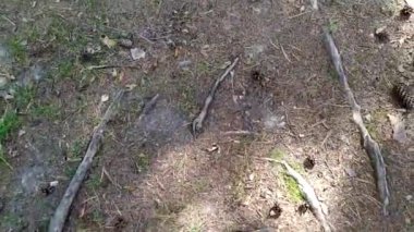 Bacaklar kuru ormanda ve külahları tekmele. Yaz ve sonbaharda park et. Orman çiftliğindeki toprak. Çam ağaçları külahlarını döker.