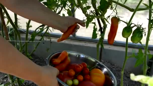 Zbiory Pomidorów Ręcznie Zbierane Pomidory Gałązkami Krzewów Naczyniu — Wideo stockowe
