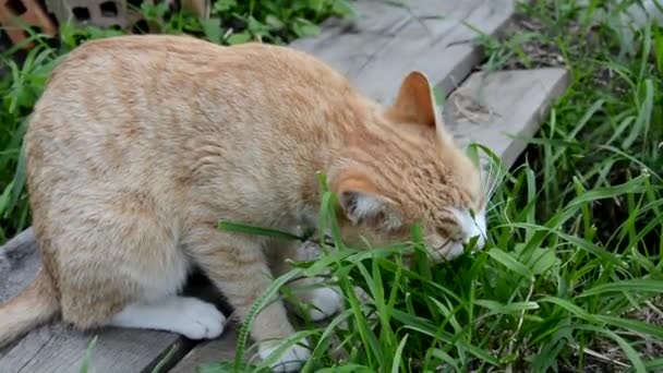 Katten går på gatan. Röd katt tuggar sedge, äter gräs. Katter kyssas, promenera genom trädgården nära sängarna. Söta djur på gatan, vänskap, familj. Video om katter. Sommardag — Stockvideo