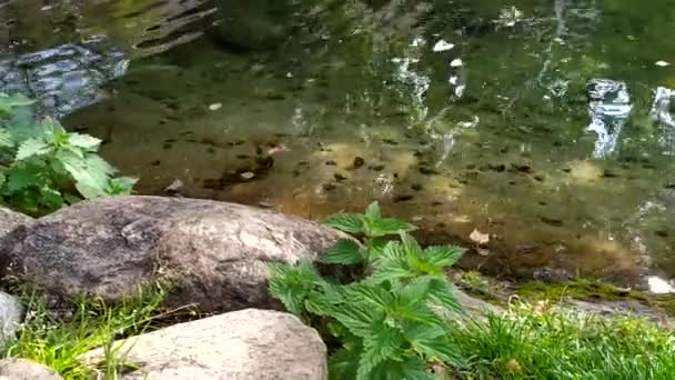 Каменный берег реки. Отражение в воде. Прозрачная вода в пруду. — стоковое видео