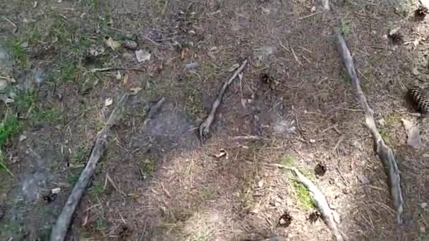 Le gambe sono sulla foresta asciutta e calciano i coni. Parco in estate e in autunno. Il terreno nella piantagione forestale. I pini perdono i loro coni. — Video Stock