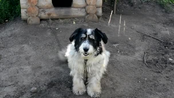 Hofhund. Der Hund sitzt auf einer Kette in der Nähe des Standes und bellt. Der Hund will fressen, neben einer leeren Schüssel liegend. Obdachloses Tier. Gnade mit Hunden. Pelzige Bestie. Ein Wachhaus. — Stockvideo