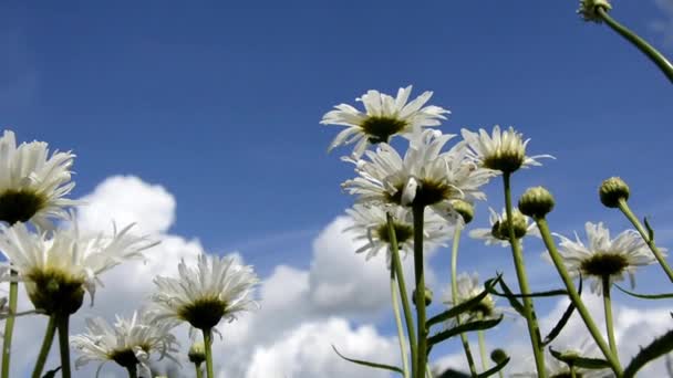 Margaridas em um fundo de céu e nuvens. Tirado de baixo. Um arbusto florido com flores brancas oscila ao vento em um dia ensolarado de verão. Flor do amor . — Vídeo de Stock