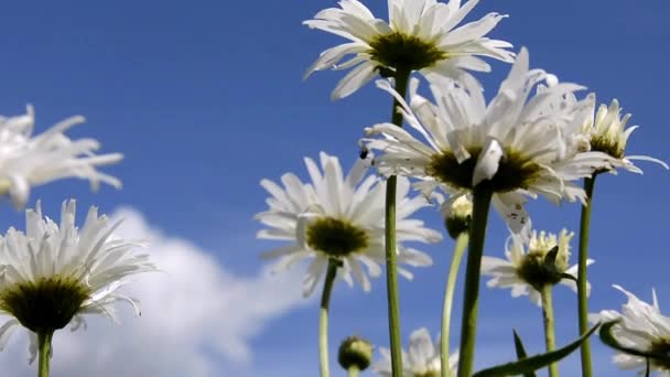 在天空和云彩的衬托下 白菊绽放 在风中摇曳 开花的灌木 白色的花 昆虫在花朵上的土地 — 图库视频影像