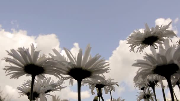 저녁 하늘과 구름을 배경으로 하는 데이지. 아래에서 찍은 거야. 여름철 저녁에는 바람에 실려오는 하얀 꽃으로 꽃을 피우는 관목이 있습니다. 사랑의 꽃. — 비디오