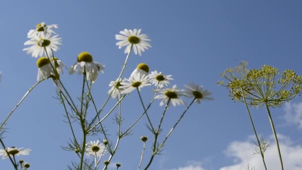 Marguerites blanches sur fond de ciel et de nuages. Un arbuste fleuri oscille dans le vent. Fleurs blanches sur une journée ensoleillée d'été. — Video