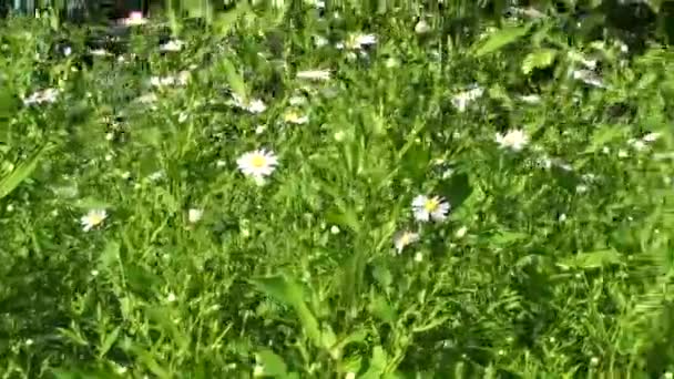 Margeriten wachsen im Gras und wiegen sich im Wind. Sommertag. — Stockvideo