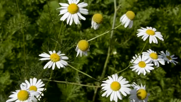 Petites marguerites en gros plan. Arbuste en fleurs dans le champ. Fleurs blanches sur une journée ensoleillée d'été. — Video