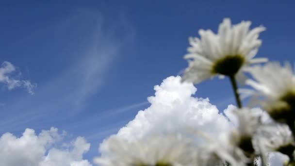 Nuages blancs sur un ciel bleu. Les marguerites sont floues au premier plan. — Video