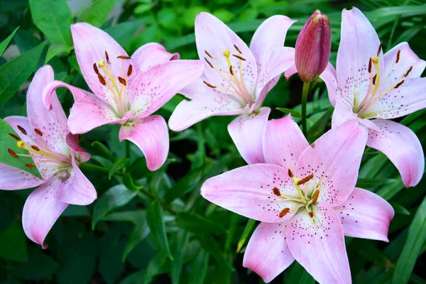 Lis Rose Pousse Dans Lit Fleurs Près Maison Beau Paysage — Photo