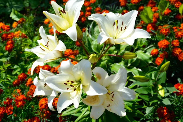 Flores Lily Branco Close Canteiro Flores Fatias Calêndulas Hospedeiro Linda — Fotografia de Stock