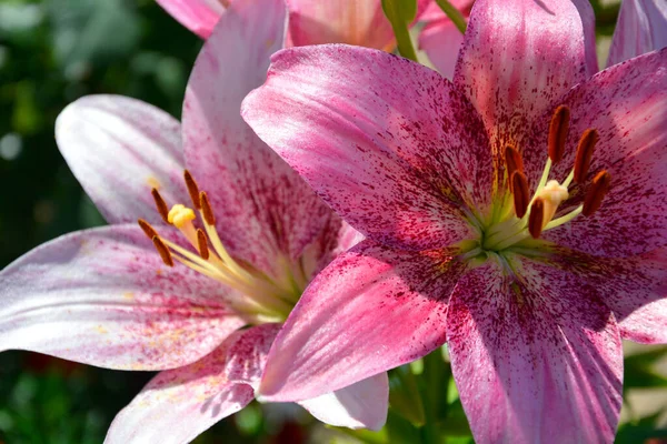 Růžová Lily Květiny Zblízka Krásná Letní Krajina Kvetoucí Keře — Stock fotografie