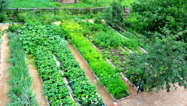 Garden beds during the flowering and ripening of vegetables and fruits. The view from the top. Home gardening. clipart