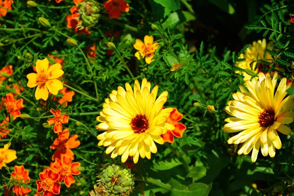 Marigolds Margaridas Flores Arbustos Floridos Projeto Jardim Bela Paisagem Verão — Fotografia de Stock