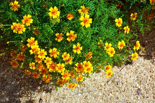 Marigolds Crescer Nos Cumes Arbustos Floridos Projeto Jardim Bela Paisagem — Fotografia de Stock