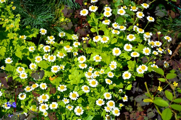 Pequenas Margaridas Crescem Canteiro Flores Arbustos Floridos Projeto Jardim Bela — Fotografia de Stock