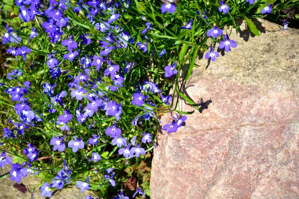 Small forget-me-not flowers grow in a flower bed. Flowering shrubs in the garden design. Beautiful summer landscape on a summer day.