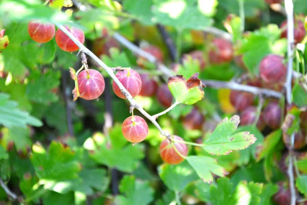 Grosella Las Bayas Maduras Del Grosellero Cuelgan Rama Del Arbusto — Foto de Stock