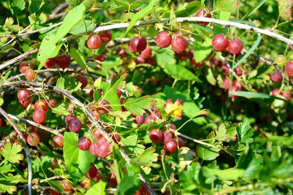 Grosella Las Bayas Maduras Del Grosellero Cuelgan Rama Del Arbusto — Foto de Stock