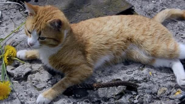 Um gatinho vermelho jovem está deitado em uma laje de concreto em um dia ensolarado quente. Pet em um passeio no jardim entre flores de dente de leão . — Vídeo de Stock