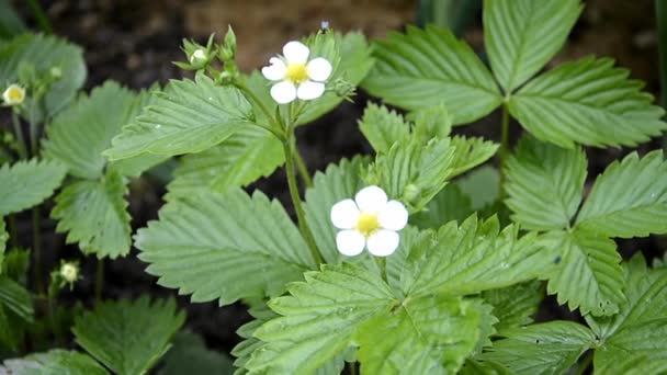 En Bush av blommande jordgubbar. Bär buske i blomningsperioden. Små vita blommor på en bakgrund av gröna blad. — Stockvideo