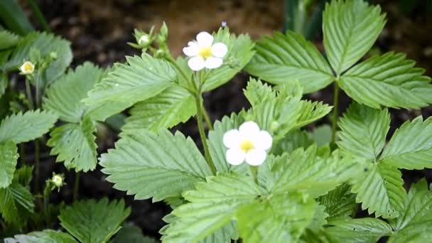 En Bush av blommande jordgubbar närbild. Bär buske i blomningsperioden. Små vita blommor på en bakgrund av gröna blad. — Stockvideo