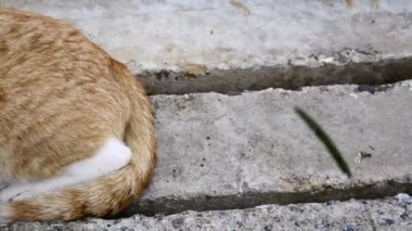 Genç kırmızı bir kedi yavrusu güneşli bir günde beton levhaların üzerinde yatıyor. Evcil hayvan bahçede yürüyor..