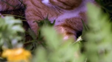 Genç kırmızı bir kedi yavrusu güneşli bir günde çimlerin üzerinde kestiriyor. Evcil hayvan bahçede yürüyor..