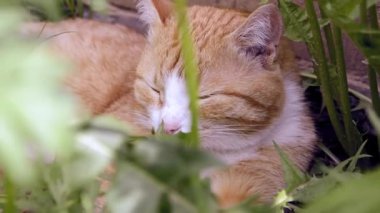 Genç kırmızı bir kedi yavrusu bahçedeki çimlerin arasında uyuyor..