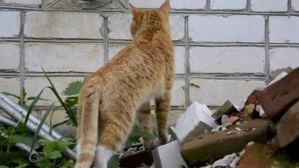 Un gato rojo se encuentra cerca de la pared de una casa cerca de una pila de ladrillos viejos. Mascota en un paseo. — Vídeo de stock