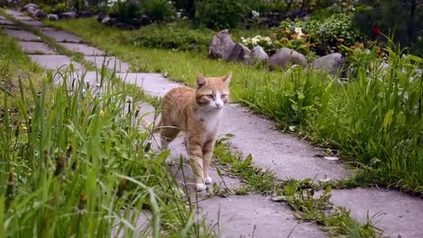 Genç kırmızı bir kedi yavrusu çalıların arasında beton bahçe yolunda yürüyor. Evcil hayvan.. — Stok video