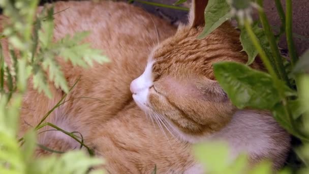 En ung röd kattunge sover bland gräset i trädgården en solig dag. Sällskapsdjur på promenad. — Stockvideo