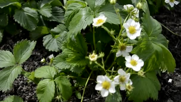 Arbustos de morangos floridos close-up. Arbusto de baga no período de floração. Pequenas flores brancas em um fundo de folhagem verde . — Vídeo de Stock