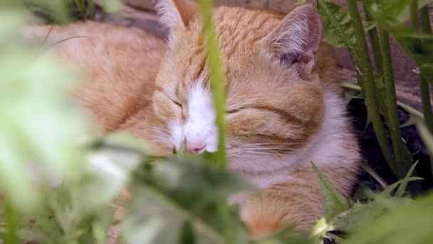 Um gatinho vermelho jovem está dormindo entre a grama no jardim.. Pet em um passeio . — Vídeo de Stock