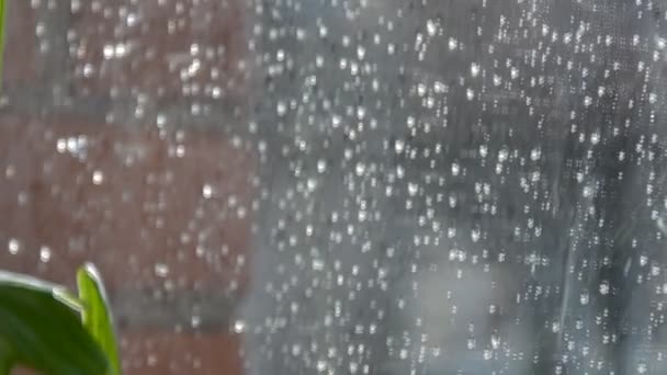 Más azul. Gotas de lluvia transparentes brillan en el panel de la ventana. Está lloviendo afuera. En la ventana hay una planta de interior. — Vídeo de stock