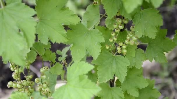 Grosella. Bayas inmaduras de arbustos de grosella blanca y roja a principios de verano. Arbustos de bayas en el jardín. — Vídeos de Stock