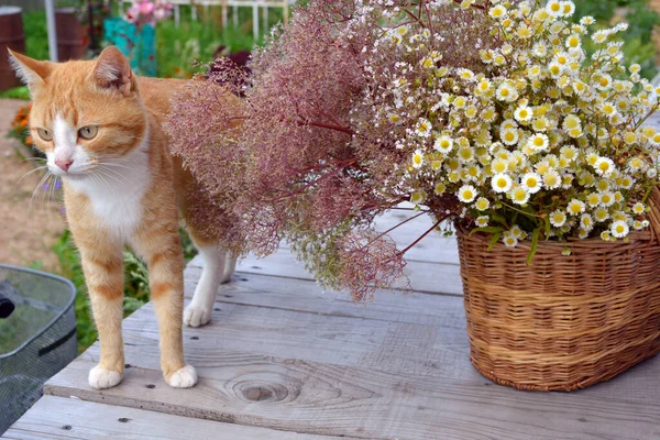 ウィッカーバスケットの近くに野生の花の花束 美しい赤い猫が近くに立って目を離しています 木製の背景に袋に草やデイジー 花と動物 — ストック写真