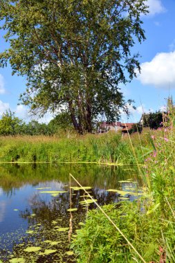 Güneşli bir günde fazla büyümüş bir gölet. Gökyüzünün yansıması ve su yüzeyindeki bulutlar. Güzel doğal yaz dikey manzarası. Gölün kıyısında büyük bir ağaç yetişiyor..