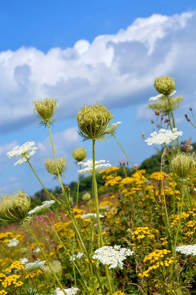 Spostamento Dell Orizzonte Nel Paesaggio Estivo Fiori Campo Margherite Primo — Foto Stock