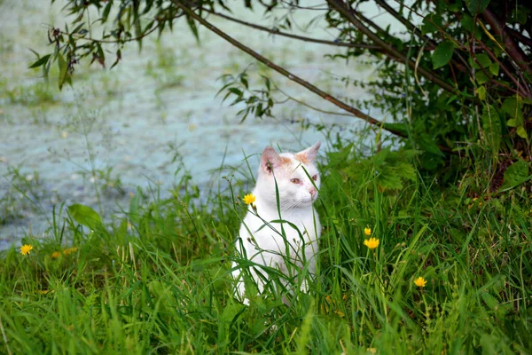 Evsiz Beyaz Bir Kedi Çiçeklerin Arasında Bir Göletin Yanında Yürüyor — Stok fotoğraf