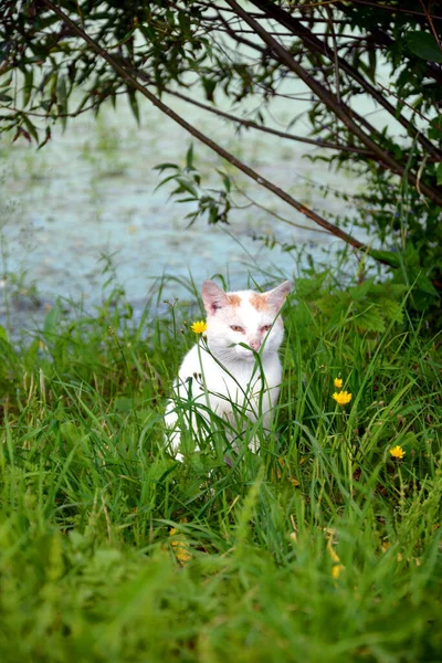 Безпритульний Білий Кіт Іде Біля Ставка Кіт Сидить Траві Березі — стокове фото